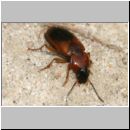 Stenolophus teutonus - Bunter Schnellkaefer 02 7mm.jpg